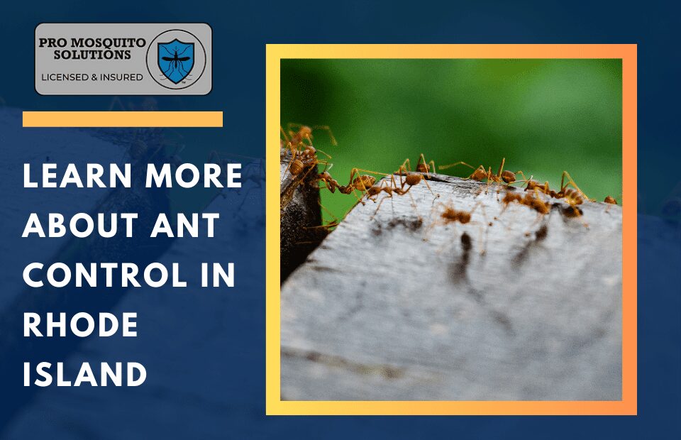 Ant control in Rhode Island by Pro Mosquito Solutions, providing effective solutions for managing common ant species in homes and businesses.