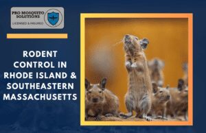 Effective rodent control services by Pro Mosquito Solutions in Rhode Island and Southeastern Massachusetts, ensuring homes and businesses stay pest-free.