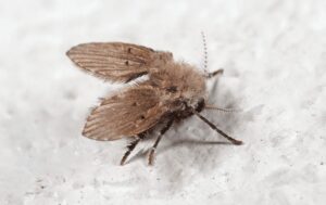 Close-up of a drain fly, displaying its small size and fuzzy appearance, commonly found near drains and damp areas, emphasizing the need for effective pest control solutions to eliminate infestations in homes and businesses.