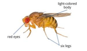 Close-up of a fruit fly, showcasing its small size and distinctive features, often attracted to ripe and fermenting fruits, highlighting the importance of effective pest control solutions to manage infestations in homes and businesses.