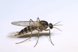 Close-up of a fungus gnat, highlighting its small size and distinctive features, often found in damp soil and indicating the need for effective pest control solutions to manage indoor and outdoor infestations.