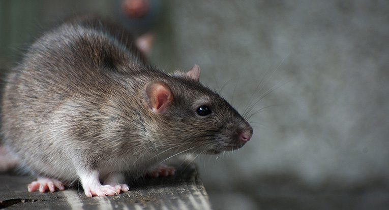 A rat perched on a wooden ledge, illustrating the importance of effective rat control solutions for Rhode Island homes and businesses.