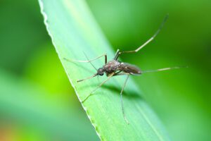 Close-up of a mosquito, highlighting the importance of mosquito control in Rhode Island for effective pest management by Pro Mosquito Solutions.