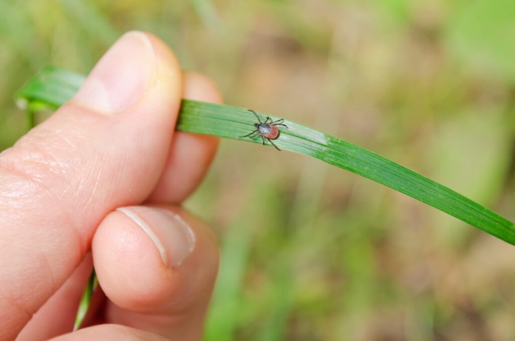 Close-up of a tick on a leaf, symbolizing the risk of Lyme disease and the importance of Pro Mosquito Solutions tick control services in Rhode Island.