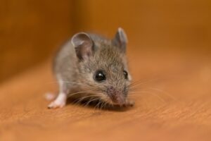 A mouse sitting on a wooden floor, highlighting the challenges of mice control in Rhode Island homes and the importance of Pro Mosquito Solutions pest management services.