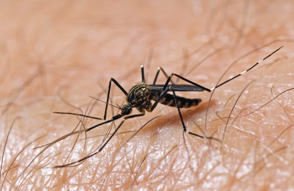 Close-up of a mosquito with transparent wings and slender legs, emphasizing the need for mosquito and tick control services in Rhode Island by Pro Mosquito Solutions.