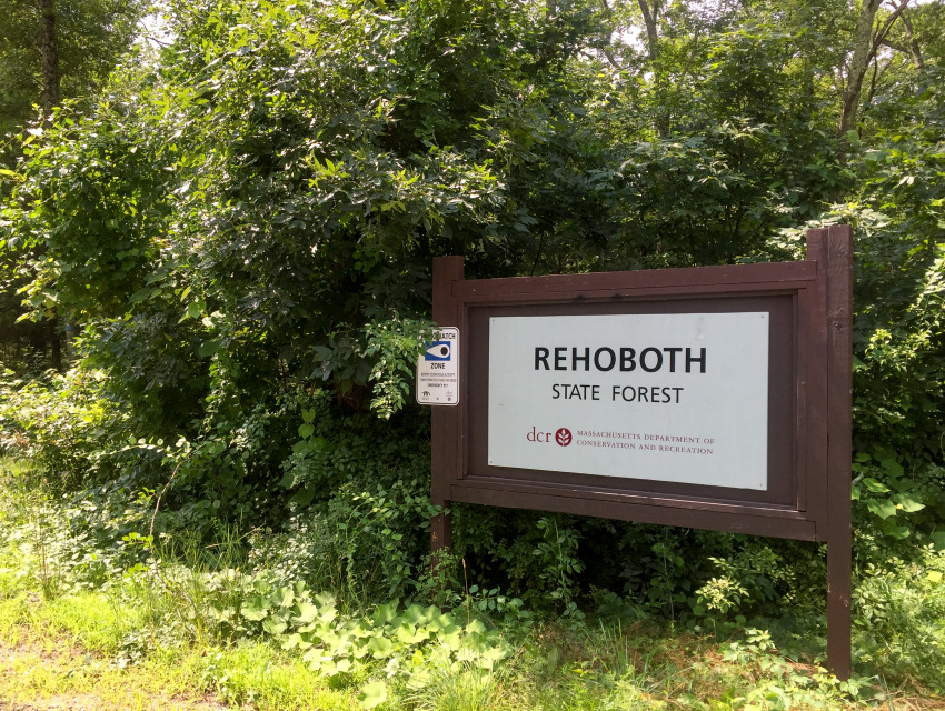 Entrance sign to Rehoboth State Forest in Rehoboth, MA, framed by tall trees and dense greenery, inviting visitors to this scenic natural destination.